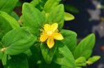 hypericum inodorum magical sunshine iperico 1