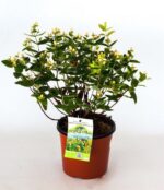 hypericum inodorum magical sunshine iperico