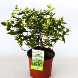 hypericum inodorum magical sunshine iperico