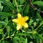 hypericum kalmianum gemo iperico 1