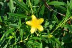 hypericum kalmianum gemo iperico 1