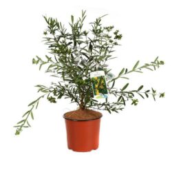 hypericum kalmianum gemo iperico