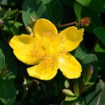 hypericum moserianum iperico 1