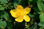 hypericum moserianum iperico 1