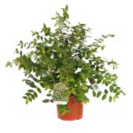 hypericum moserianum iperico