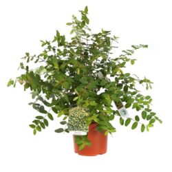 hypericum moserianum iperico