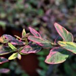 hypericum moserianum tricolor iperico 1