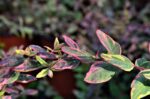 hypericum moserianum tricolor iperico 1