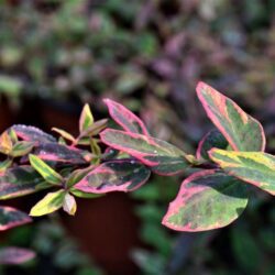 hypericum moserianum tricolor iperico 1
