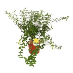 hypericum patulum hidcote iperico 1