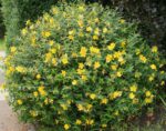 hypericum patulum hidcote iperico