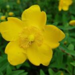 hypericum patulum hidcote iperico 2