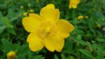 hypericum patulum hidcote iperico 2
