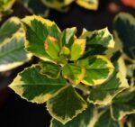ilex altaclarensis golden king agrifoglio 1