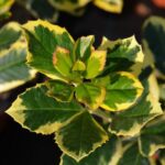 ilex altaclarensis golden king agrifoglio 1