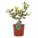 ilex altaclarensis golden king agrifoglio