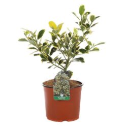 ilex altaclarensis golden king agrifoglio