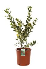 ilex altaclarensis golden king agrifoglio 3