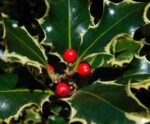 ilex aquifolium argenteomarginata agrifoglio 1
