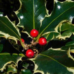 ilex aquifolium argenteomarginata agrifoglio 1