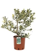 ilex aquifolium argenteomarginata agrifoglio 3