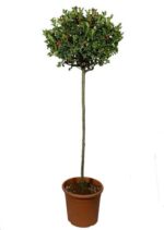 ilex aquifolium mezzo fusto agrifoglio