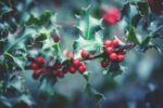 ilex aquifolium mezzo fusto agrifoglio 2