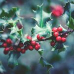 ilex aquifolium mezzo fusto agrifoglio 2