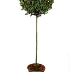 ilex aquifolium mezzo fusto agrifoglio