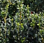 ilex crenata fastigiata agrifoglio 1