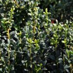 ilex crenata fastigiata agrifoglio 1