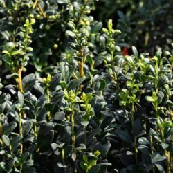 ilex crenata fastigiata agrifoglio 1