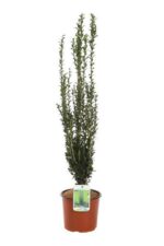 ilex crenata fastigiata agrifoglio