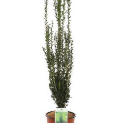 ilex crenata fastigiata agrifoglio