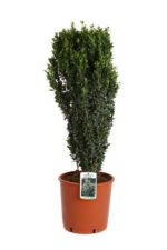 ilex crenata fastigiata agrifoglio 3