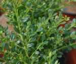 ilex crenata glory gem agrifoglio 1