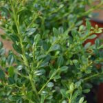 ilex crenata glory gem agrifoglio 1