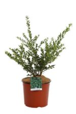 ilex crenata glory gem agrifoglio