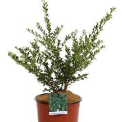 ilex crenata glory gem agrifoglio