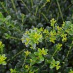 ilex crenata kinme agrifoglio 1