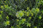 ilex crenata kinme agrifoglio 1