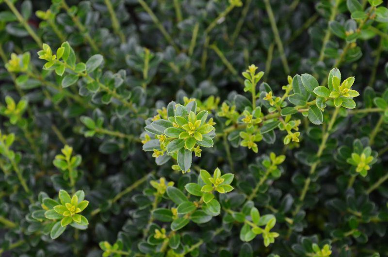 ilex crenata kinme agrifoglio 1 ilex crenata kinme agrifoglio 1