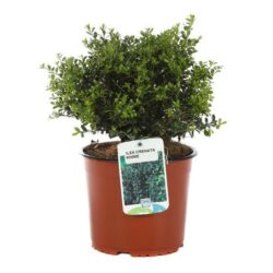 ilex crenata kinme agrifoglio