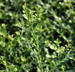 ilex crenata stokes agrifoglio 1