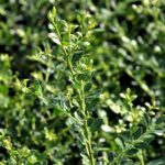 ilex crenata stokes agrifoglio 1