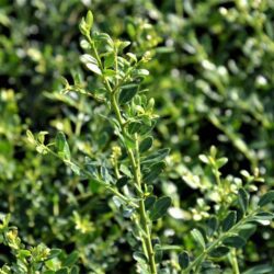 ilex crenata stokes agrifoglio 1