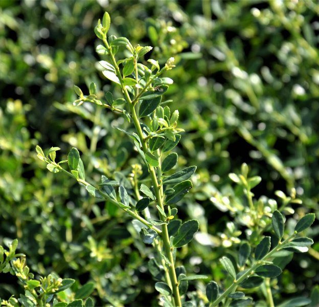 ilex crenata stokes agrifoglio 1 ilex crenata stokes agrifoglio 1