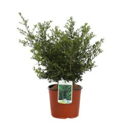 ilex crenata stokes agrifoglio