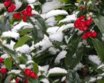 ilex heckenfee agrifoglio 1