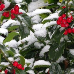 ilex heckenfee agrifoglio 1